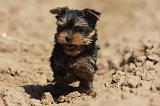 YORKSHIRE TERRIER 446